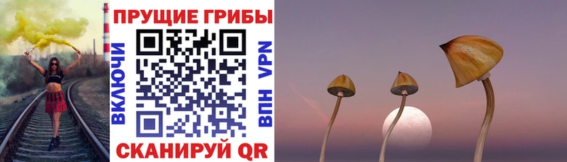 Галлюциногенные грибы Cubensis Купить закладки Сунжа